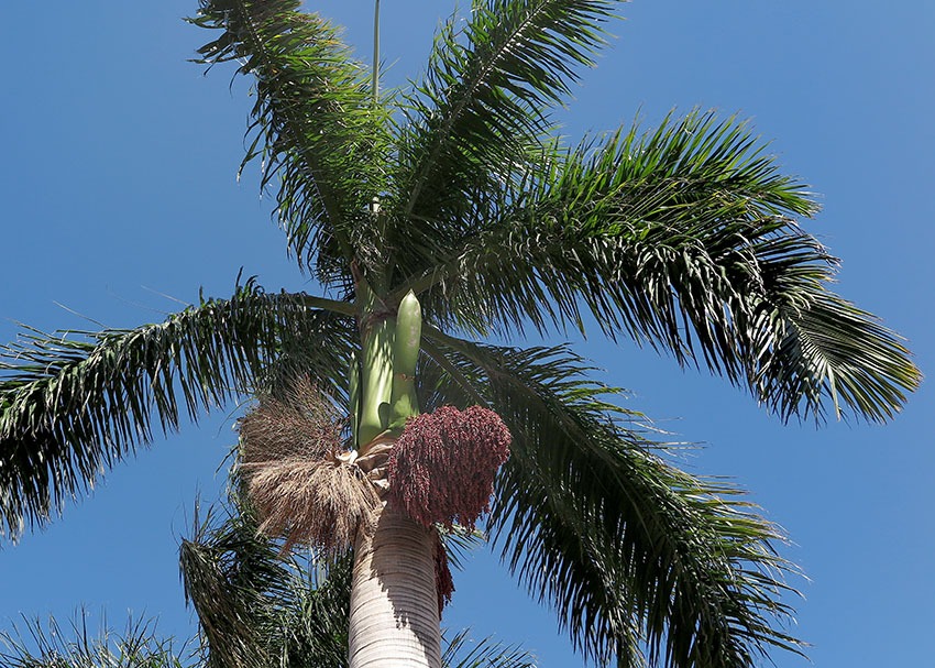 Palma Botella, Palma Real - Vista 2